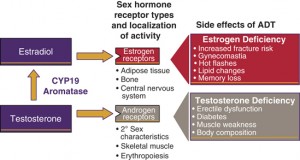 Hormone Replacement Therapy